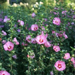 Ruffled Satin® Rose Of Sharon -Great Garden Plants Shop hibsicus ruffled satin 3
