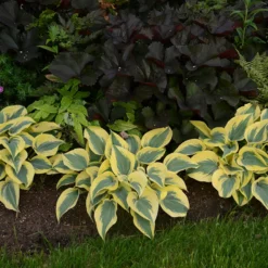 Shadowland® 'Autumn Frost' Hosta 7 Shadowland® 'Autumn Frost' Hosta -Great Garden Plants Shop hosta autumn frost 3