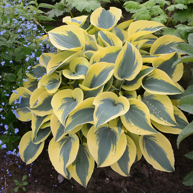 Shadowland® 'Autumn Frost' Hosta 4 Shadowland® 'Autumn Frost' Hosta - Image 4