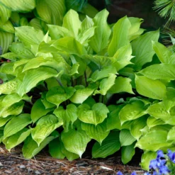 'Fire Island' Hosta -Great Garden Plants Shop hosta fire island 2