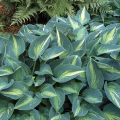 'June' Hosta -Great Garden Plants Shop hosta june 1