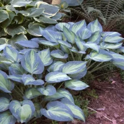 'June' Hosta -Great Garden Plants Shop hosta june 2