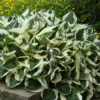 'Patriot' Hosta