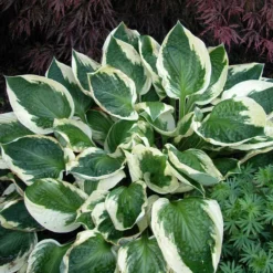 'Patriot' Hosta 9 'Patriot' Hosta -Great Garden Plants Shop hosta patriot 3