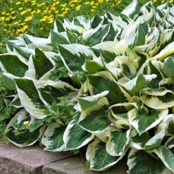 'Patriot' Hosta 10 'Patriot' Hosta -Great Garden Plants Shop hosta patriot 4