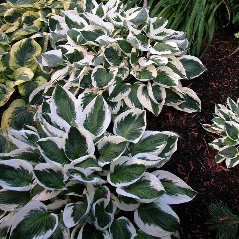 'Patriot' Hosta 6 'Patriot' Hosta - Image 6