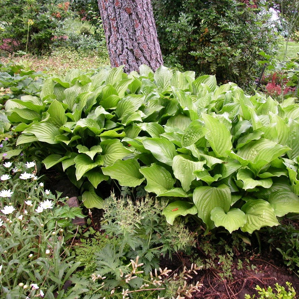 'Royal Standard' Hosta 1 'Royal Standard' Hosta