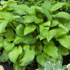 'Stained Glass' Hosta 9 'Stained Glass' Hosta -Great Garden Plants Shop hosta stained glass 4