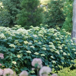 Lime Rickey® Smooth Hydrangea -Great Garden Plants Shop hydrangea arborescens lime rickey 4