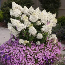 Bobo® Panicle Hydrangea 9 Bobo® Panicle Hydrangea -Great Garden Plants Shop hydrangea bobo 2 sw