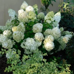 Bobo® Panicle Hydrangea 10 Bobo® Panicle Hydrangea -Great Garden Plants Shop hydrangea bobo 3 sw