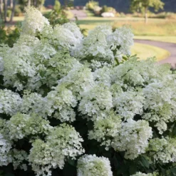 Bobo® Panicle Hydrangea 11 Bobo® Panicle Hydrangea -Great Garden Plants Shop hydrangea bobo 4 sw