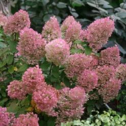 Bobo® Panicle Hydrangea 12 Bobo® Panicle Hydrangea -Great Garden Plants Shop hydrangea bobo 5 sw