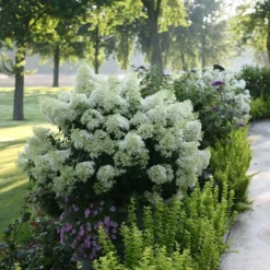 Bobo® Panicle Hydrangea