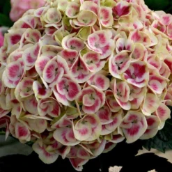 Cityline® Mars Bigleaf Hydrangea -Great Garden Plants Shop hydrangea cityline mars 3 sw