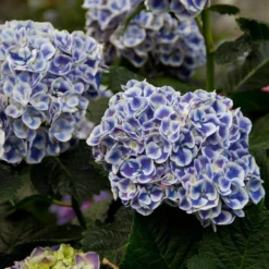 Cityline® Mars Bigleaf Hydrangea -Great Garden Plants Shop hydrangea cityline mars 5 sw