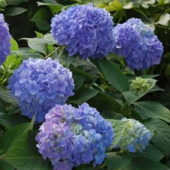 Endless Summer® Bigleaf Hydrangea -Great Garden Plants Shop hydrangea endless summer 2 sw