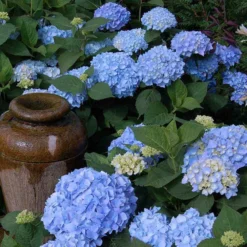 Endless Summer® Bigleaf Hydrangea -Great Garden Plants Shop hydrangea endless summer 21 sw