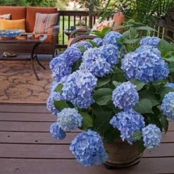 Endless Summer® Bigleaf Hydrangea -Great Garden Plants Shop hydrangea endless summer 24 sw