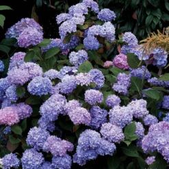 Hydrangeas For Cut Flowers Collection 9 Hydrangeas For Cut Flowers Collection -Great Garden Plants Shop hydrangea endless summer 25 175a0fdb a496 4e19 965b 75b1194a1d32