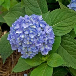 Endless Summer® Bigleaf Hydrangea -Great Garden Plants Shop hydrangea endless summer 28 sw