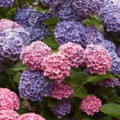 Endless Summer® Bigleaf Hydrangea -Great Garden Plants Shop hydrangea endless summer 4 sw