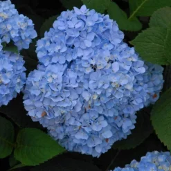 Endless Summer® Bigleaf Hydrangea -Great Garden Plants Shop hydrangea endless summer 5 sw