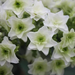 Gatsby Star® Oakleaf Hydrangea