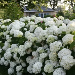 Incrediball® Smooth Hydrangea 10 Incrediball® Smooth Hydrangea -Great Garden Plants Shop hydrangea incrediball 7