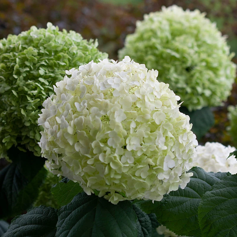 Incrediball® Smooth Hydrangea 5 Incrediball® Smooth Hydrangea - Image 5