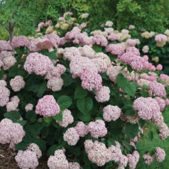 Incrediball® Blush Smooth Hydrangea -Great Garden Plants Shop hydrangea incrediball blush 3
