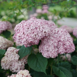 Incrediball® Blush Smooth Hydrangea -Great Garden Plants Shop hydrangea incrediball blush 4