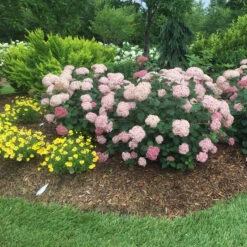 Incrediball® Blush Smooth Hydrangea -Great Garden Plants Shop hydrangea incrediball blush 5