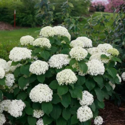 Invincibelle Limetta® Smooth Hydrangea