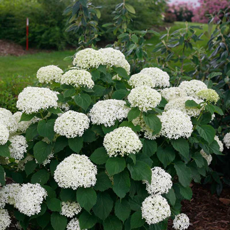 Invincibelle Limetta® Smooth Hydrangea 1 Invincibelle Limetta® Smooth Hydrangea