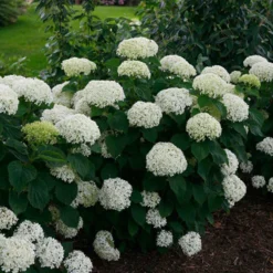 Invincibelle Limetta® Smooth Hydrangea 10 Invincibelle Limetta® Smooth Hydrangea -Great Garden Plants Shop hydrangea invincibelle limetta 2