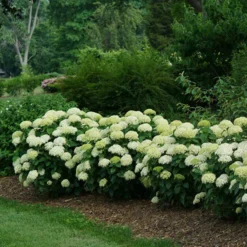 Invincibelle Limetta® Smooth Hydrangea 11 Invincibelle Limetta® Smooth Hydrangea -Great Garden Plants Shop hydrangea invincibelle limetta 4