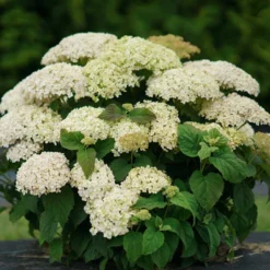 Invincibelle Limetta® Smooth Hydrangea 13 Invincibelle Limetta® Smooth Hydrangea -Great Garden Plants Shop hydrangea invincibelle limetta 6