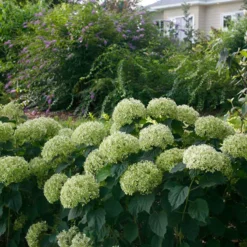 Invincibelle Limetta® Smooth Hydrangea 14 Invincibelle Limetta® Smooth Hydrangea -Great Garden Plants Shop hydrangea invincibelle limetta 7