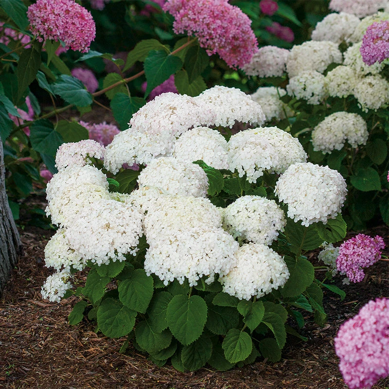 Invincibelle Wee White® Smooth Hydrangea 1 Invincibelle Wee White® Smooth Hydrangea