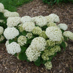 Invincibelle Wee White® Smooth Hydrangea 10 Invincibelle Wee White® Smooth Hydrangea -Great Garden Plants Shop hydrangea invincibelle wee white 2