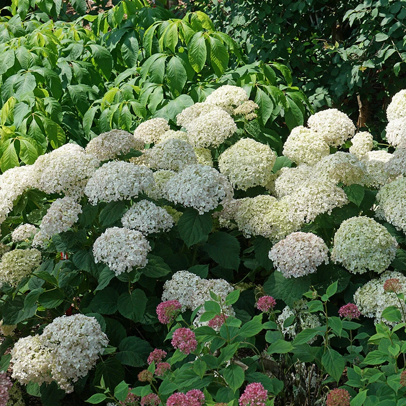 Invincibelle Wee White® Smooth Hydrangea 3 Invincibelle Wee White® Smooth Hydrangea - Image 3