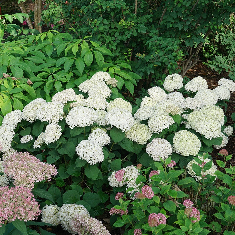 Invincibelle Wee White® Smooth Hydrangea 4 Invincibelle Wee White® Smooth Hydrangea - Image 4