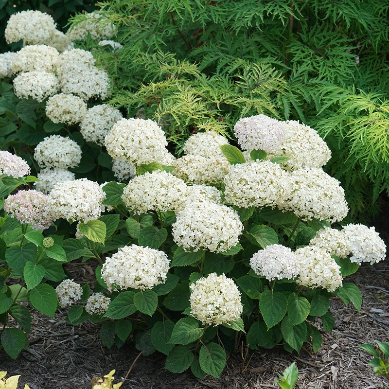 Invincibelle Wee White® Smooth Hydrangea 2 Invincibelle Wee White® Smooth Hydrangea - Image 2