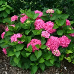 Let's Dance® Rave® Bigleaf Hydrangea -Great Garden Plants Shop hydrangea lets dance rave 3