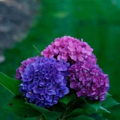 Let's Dance® Rave® Bigleaf Hydrangea -Great Garden Plants Shop hydrangea lets dance rave 4