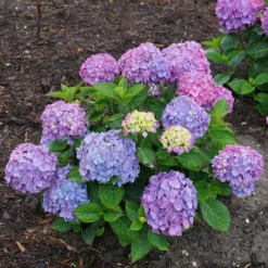 Let's Dance® Rave® Bigleaf Hydrangea -Great Garden Plants Shop hydrangea lets dance rave 6