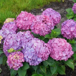 Let's Dance® Rave® Bigleaf Hydrangea -Great Garden Plants Shop hydrangea lets dance rave 9