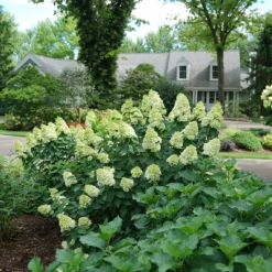 Limelight Prime® Panicle Hydrangea 13 Limelight Prime® Panicle Hydrangea -Great Garden Plants Shop hydrangea limelight prime 1