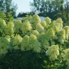 Limelight Prime® Panicle Hydrangea
